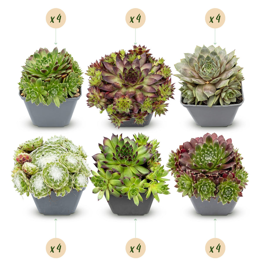 Sempervivum 'big sam' houseleek showing tight rosettes of fleshy pointed leaves that flush red in cold weather, 24-plant alpine pack in 7cm pots