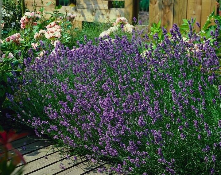 6x Lavandula ang. 'Munstead' - ↕10-25cm - Ø9cm full-plant overview, purple flower spikes and silvery aromatic foliage
