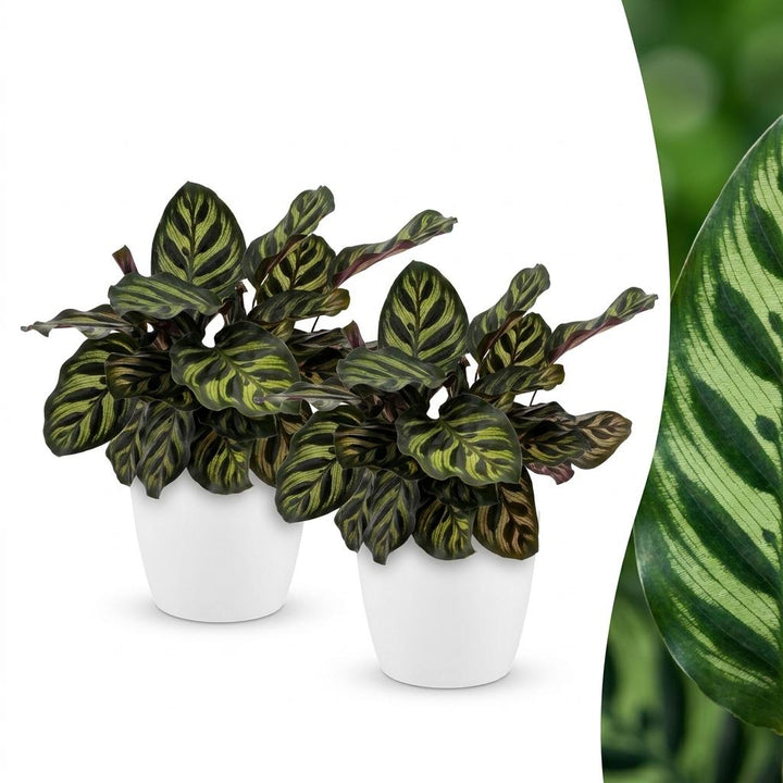 Peacock Plant with oval leaves feathered with dark green brushstrokes over purple undersides, set of 2 plants in a white ceramic pot, about 25cm tall