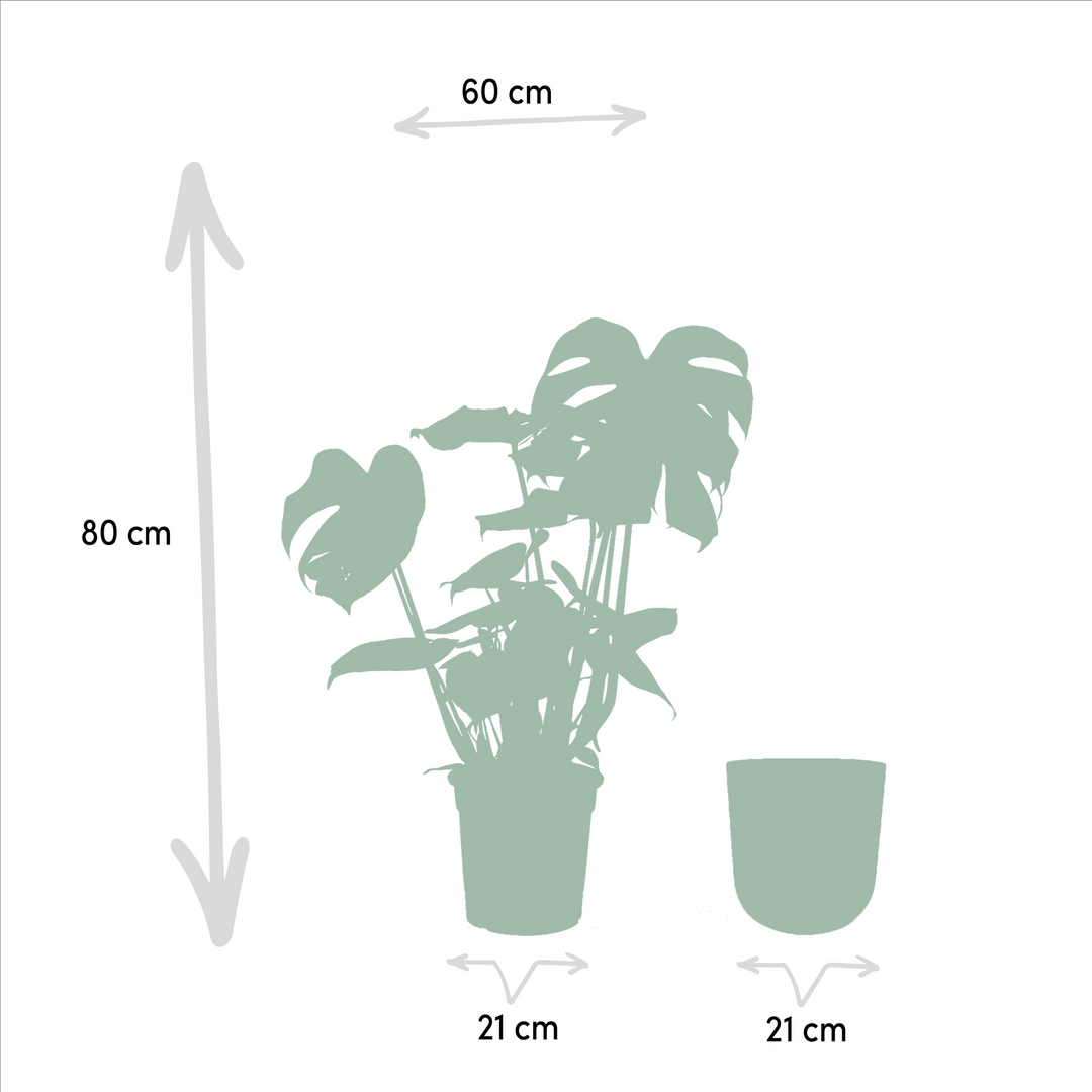 Monstera Deliciosa + Pot Mayk Gold - ↨80cm - Ø21cm — healthy root ball and nursery pot ready to ship from Ireland