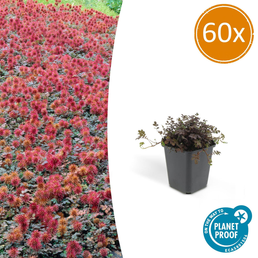 Acaena Microphylla Kupferteppich Bronze Groundcover Plants 9cm Pot