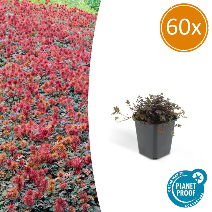 Acaena Microphylla Kupferteppich Bronze Groundcover Plants 9cm Pot