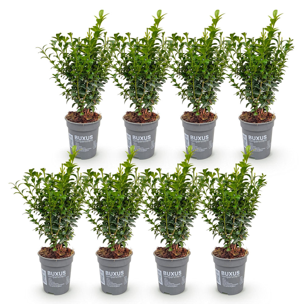 8x Buxus sempervirens boxwood hedging plants in 9cm pots - view 2