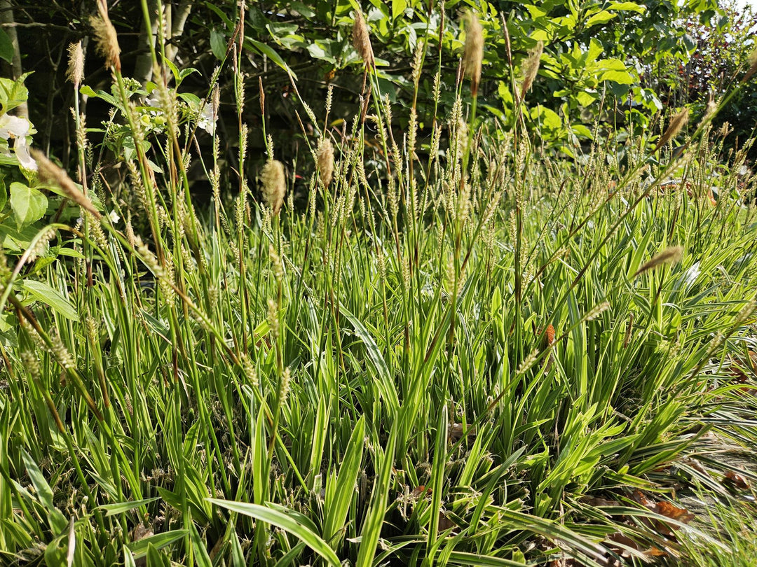 40x Carex morrowii 'Aureovariegata' - Evergreen Japanese Sedge - 10-25cm