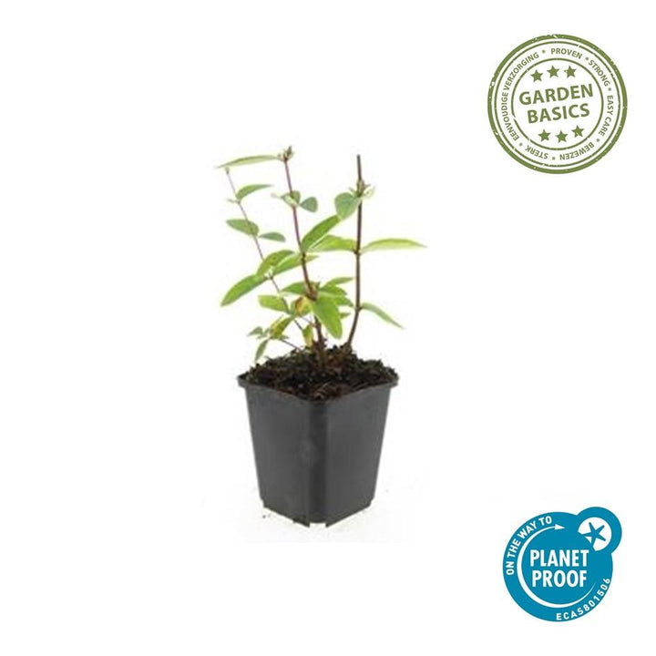 24x Hypericum inodorum 'Annebel' - ↕10-25cm - Ø9cm