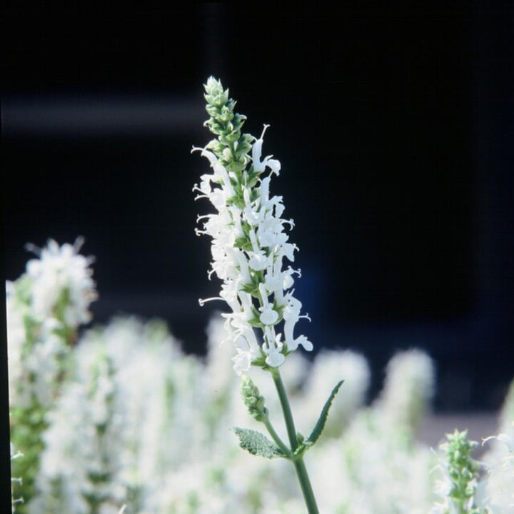 24x Salvia n. 'Schneehugel' - ↕10-25cm - Ø9cm