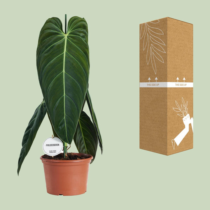 Philodendron Melanochrysum - Ø21cm - ↕75cm styled in an Irish home interior