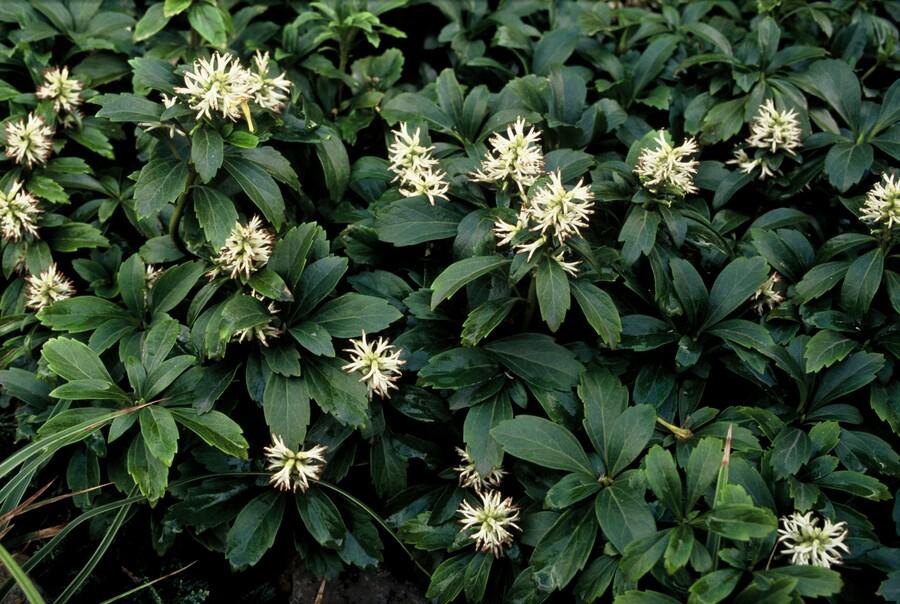 48x Pachysandra terminalis 'Green Sheen' - Evergreen Ground Cover - 9cm Pot