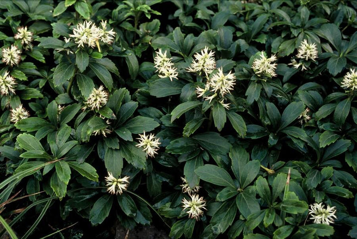 48x Pachysandra terminalis 'Green Sheen' - Evergreen Ground Cover - 9cm Pot
