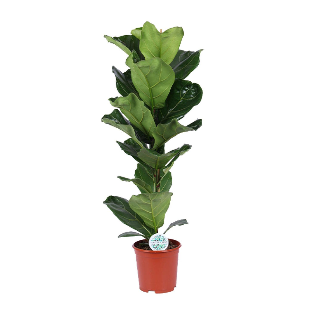 Fiddle leaf fig with large, violin-shaped green leaves on upright stem in terracotta pot, 90cm tall