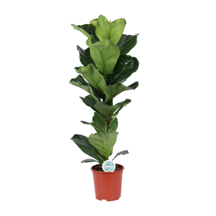 Fiddle leaf fig with large, violin-shaped green leaves on upright stem in terracotta pot, 90cm tall