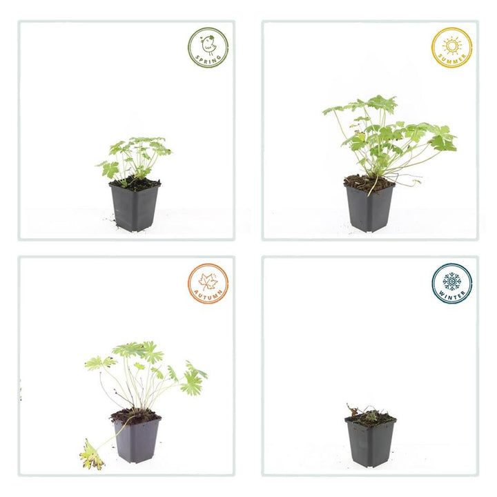 40x Geranium 'Tiny Monster' Magenta Flowering - 10-25cm - 9cm Pot