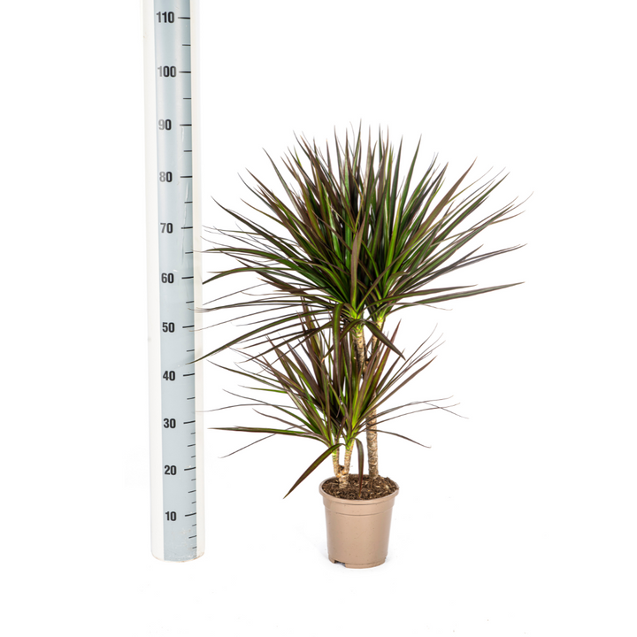 Dracaena Marginata Magenta 50-70cm — Madagascar Dragon Tree in 17cm pot