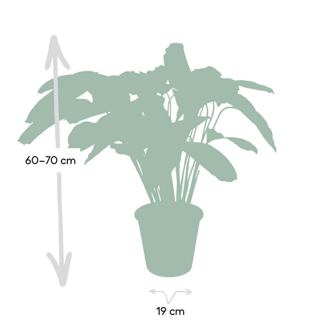 Calathea Flamestar - Peacock Plant - Ø19cm - ↕75cm — healthy root ball and nursery pot ready to ship from Ireland