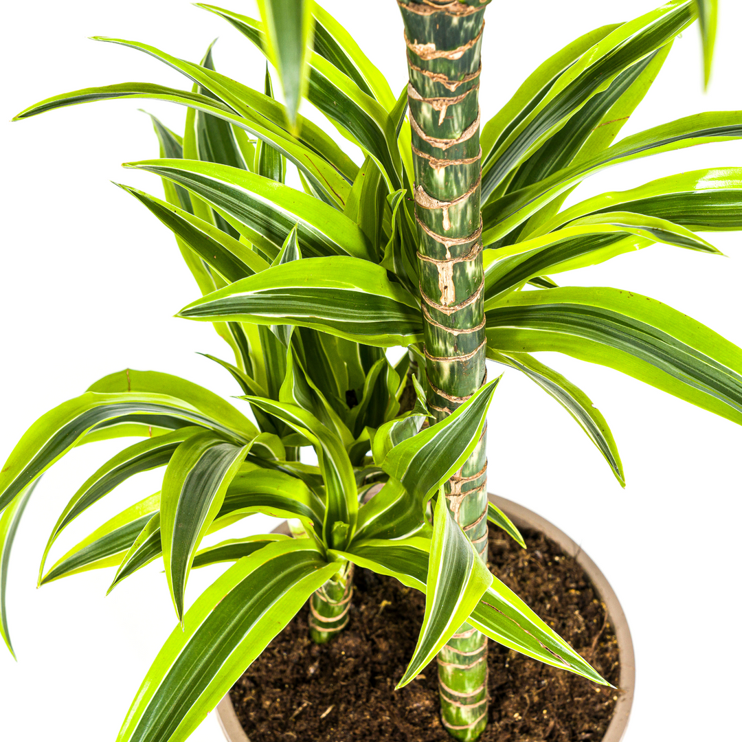 Dracaena Deremensis Lemon Lime 90-110cm — Dragon Tree in 21cm pot, with basket