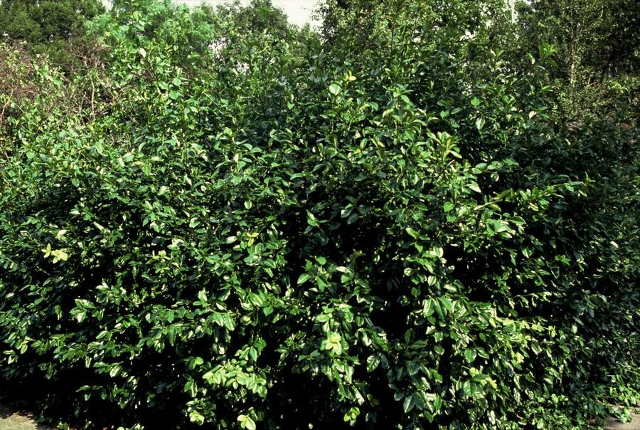 40x Purple Wintercreeper Euonymus fortunei 'Coloratus' 10-25cm