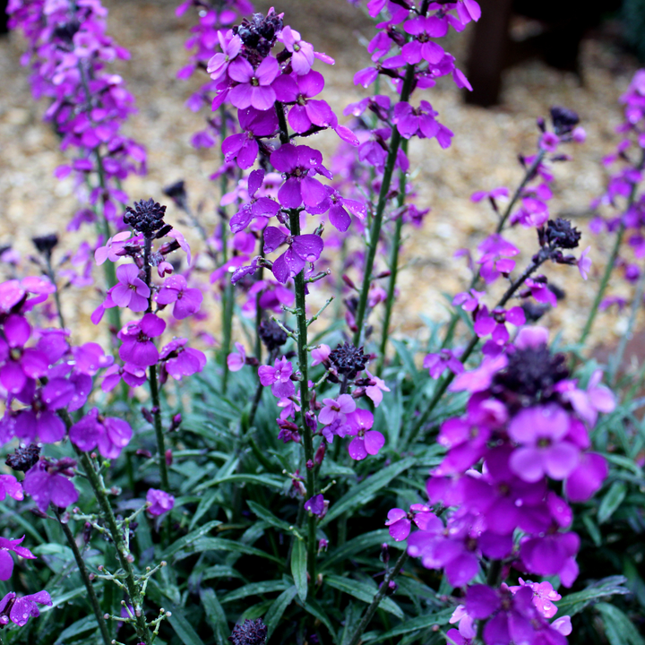 Erysimum 'Bowles' Mauve' wallflower with vibrant purple flowers on green stems and dark buds, shown at 10-25cm height in…