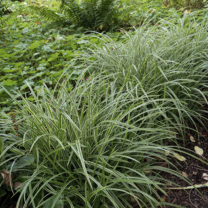 6x Carex morrowii 'Ice Dance' - ↕10-25cm - Ø9cm alternative angle showing habit and leaf structure