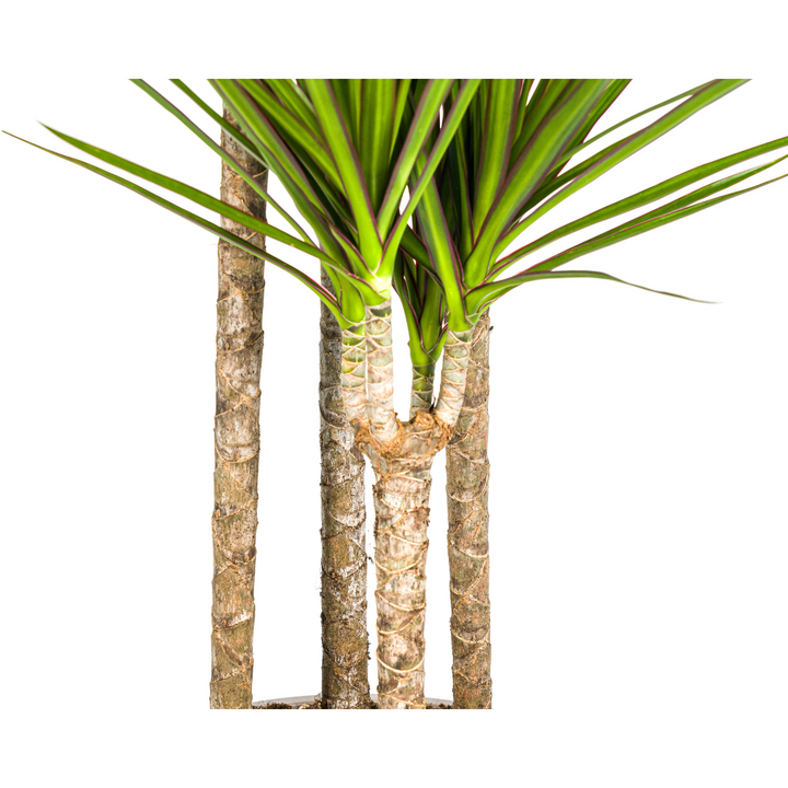 Dragon Tree (Dracaena marginata) - view 3