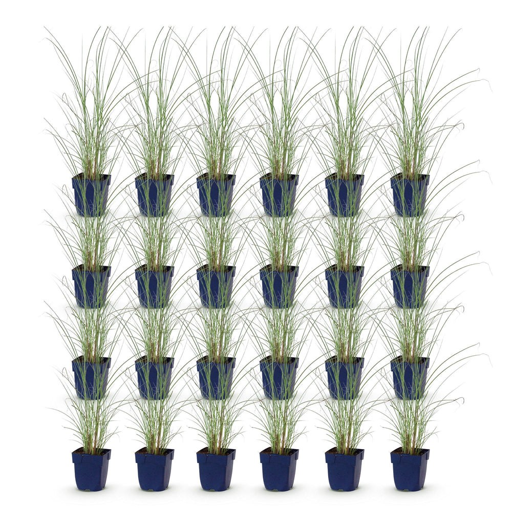 Pack of 24 Miscanthus sinensis 'Morning Light' maiden grass plants in 11cm pots - view 2