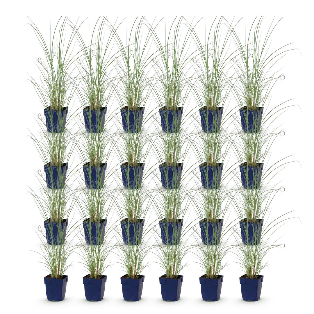 Pack of 24 Miscanthus sinensis 'Morning Light' maiden grass plants in 11cm pots - view 2
