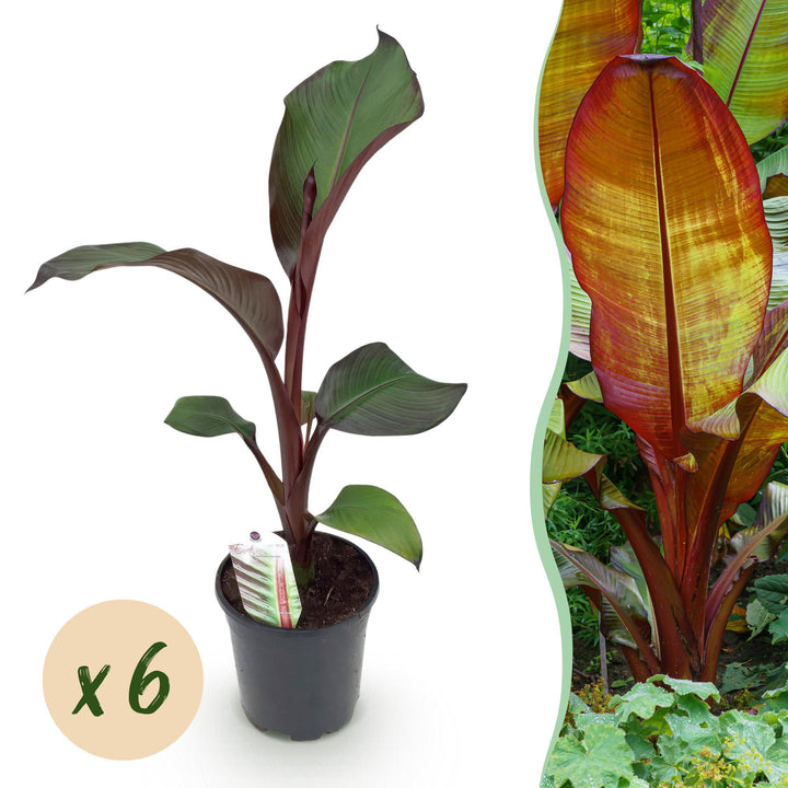 Pack of 6 Ensete ventricosum 'Maurelli' plants in 17cm pots, 40cm tall