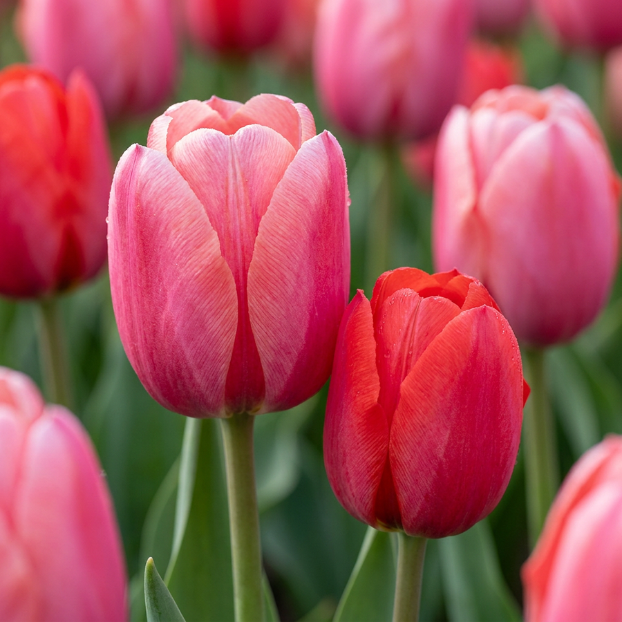 Tulipa Pink in flower, goblet-shaped blooms on straight upright stems, 320-bulb pack for Irish gardens