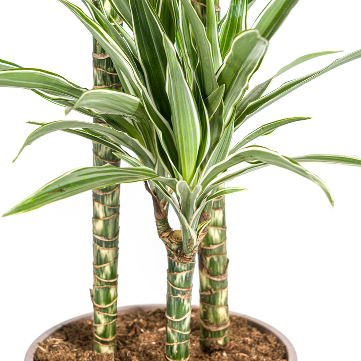 Dracaena Deremensis White Stripe with basket Ø24cm - ↕130 - 150cm