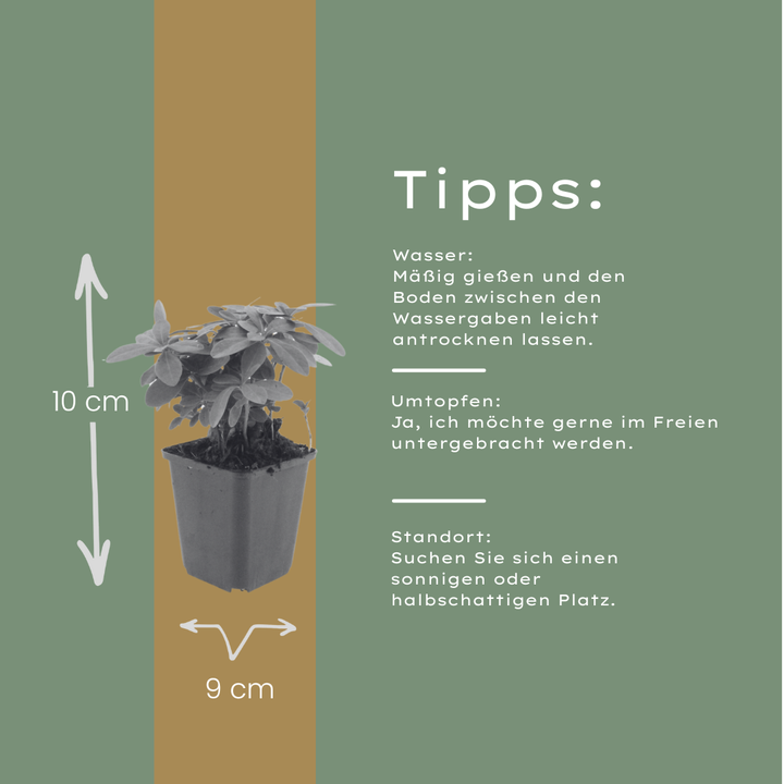 24x Euphorbia amygdal. robbiae - ↕10-25cm - Ø9cm full-plant overview, healthy foliage and strong roots