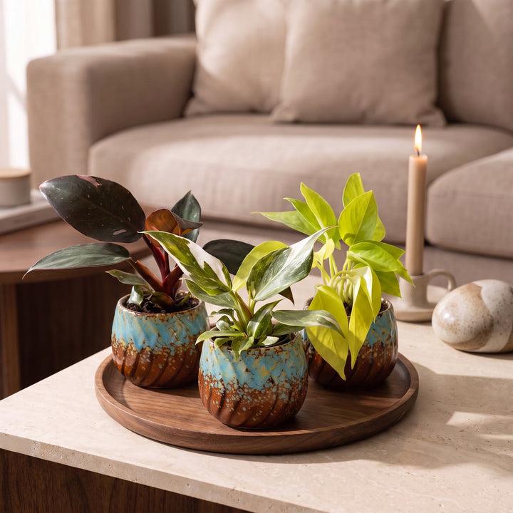 Baby Philodendron Tricolour indoor plant trio, pack of 3, image 3