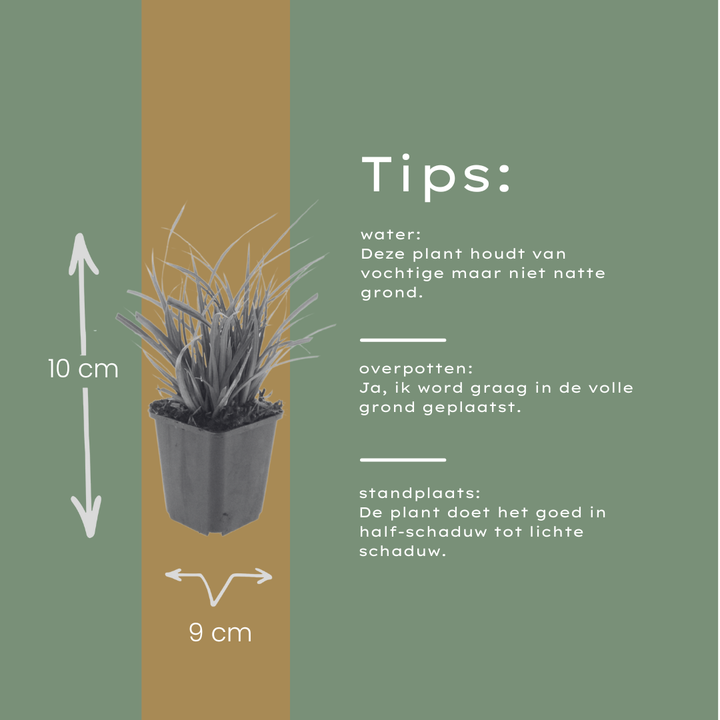 6x Carex morrowii - ↕10-25cm - Ø9cm alternative angle showing habit and leaf structure