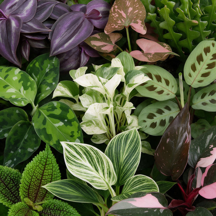 Baby Plants Surprise Box, 9 tropical plants in 6cm pots, image 5