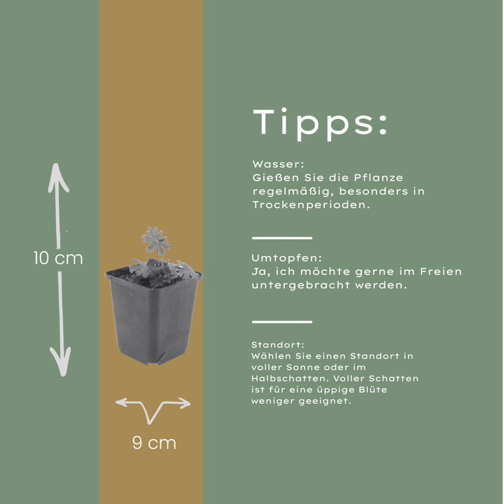 60x Geranium sanguineum - ↕10-25cm - Ø9cm