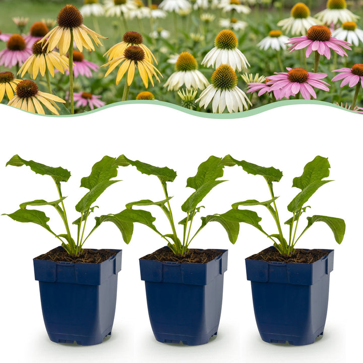 24x Echinacea Tricolour mix coneflower plants in 11cm pots