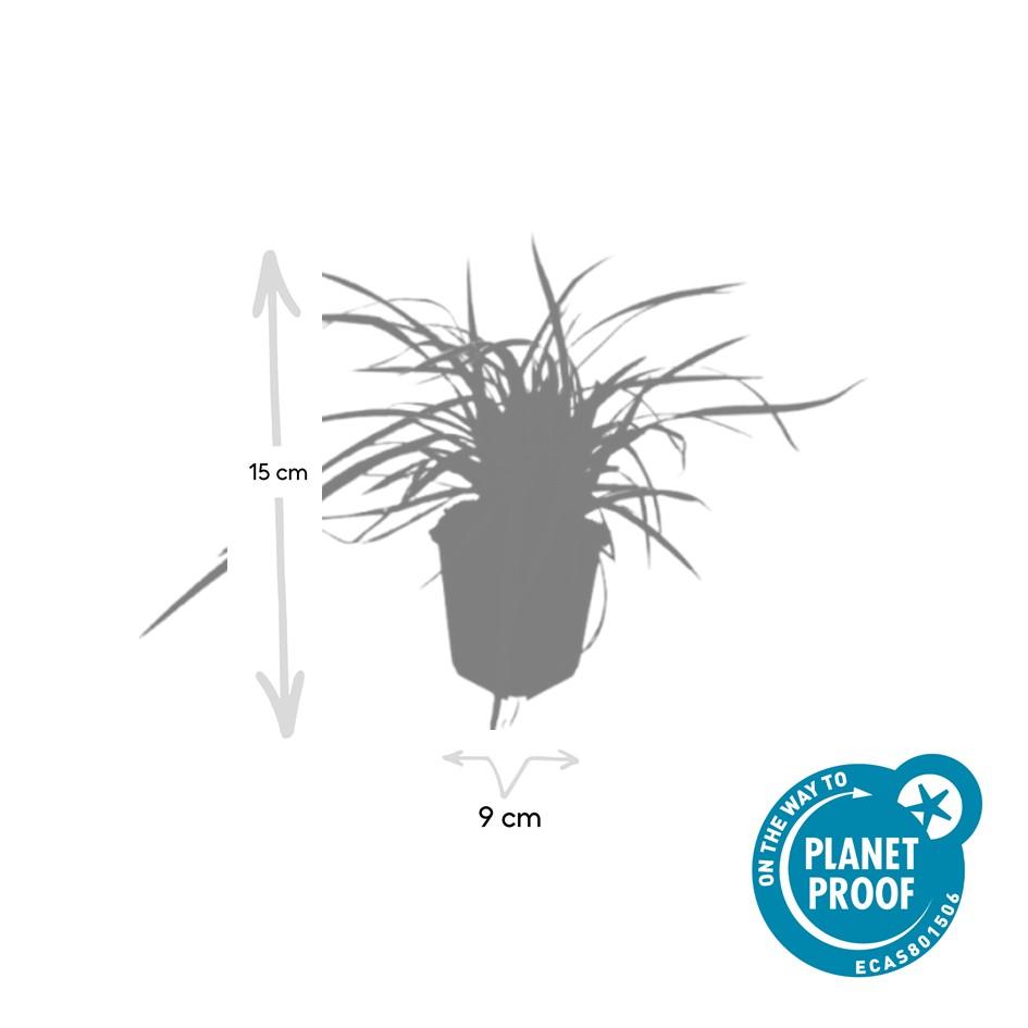 24 Carex morrowii 'Aureovariegata' plants in 9cm pots, featuring green and creamy white variegated foliage