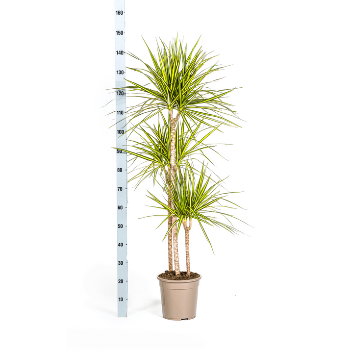 Dracaena Marginata Sunray 130-150cm — Madagascar Dragon Tree in 24cm pot