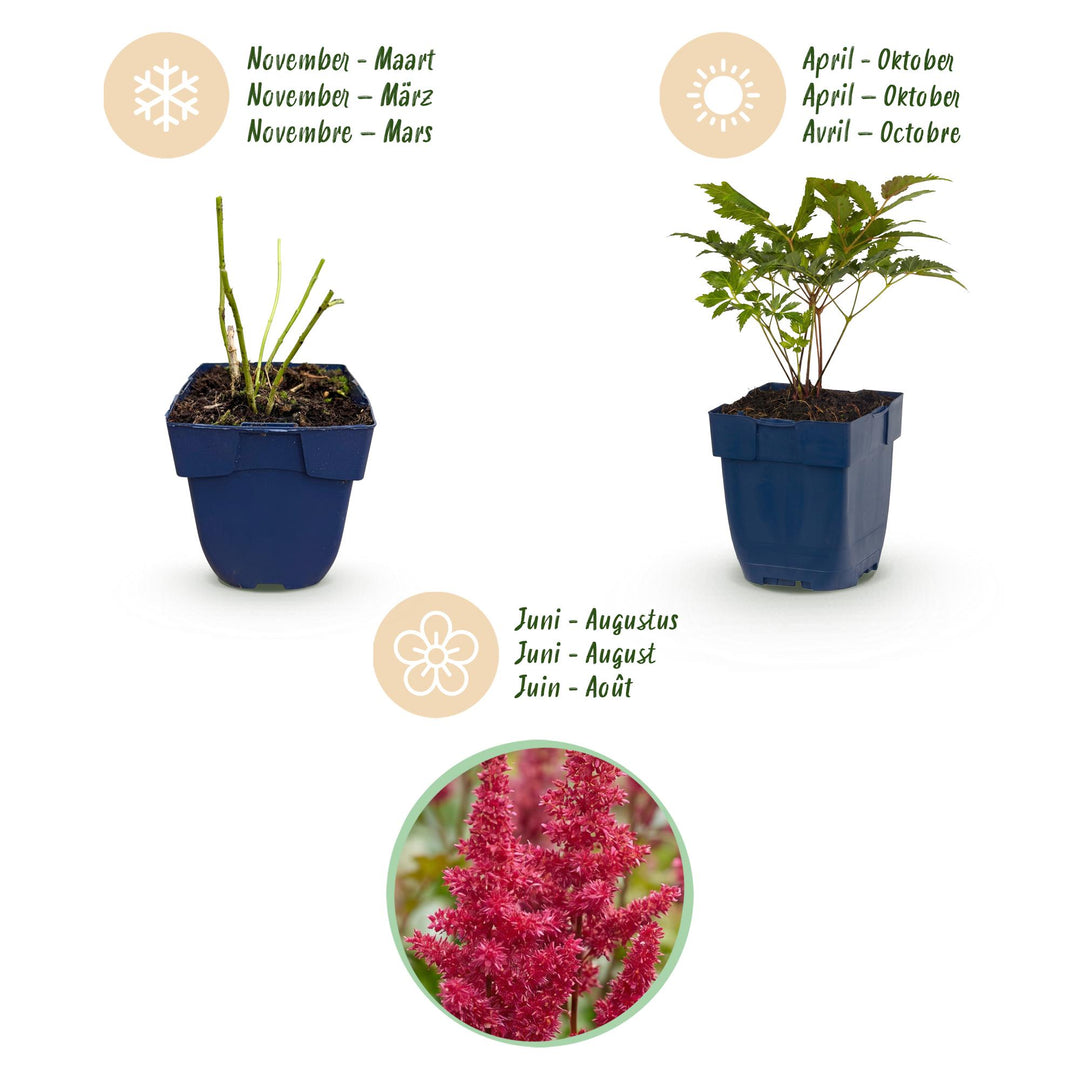 24x Astilbe arendsii 'Fanal' - Red Feather Plumes - Shade - 11cm Pot - 15-25cm