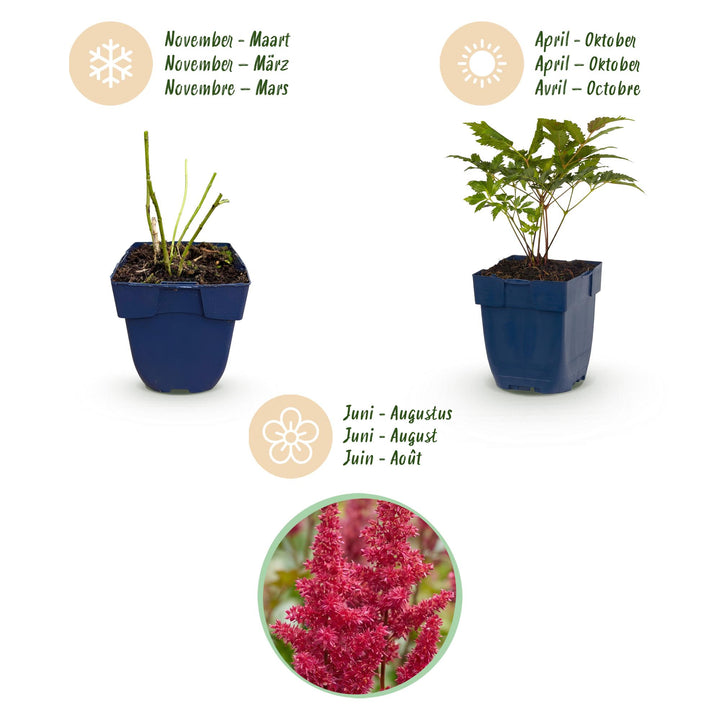 24x Astilbe arendsii 'Fanal' - Red Feather Plumes - Shade - 11cm Pot - 15-25cm