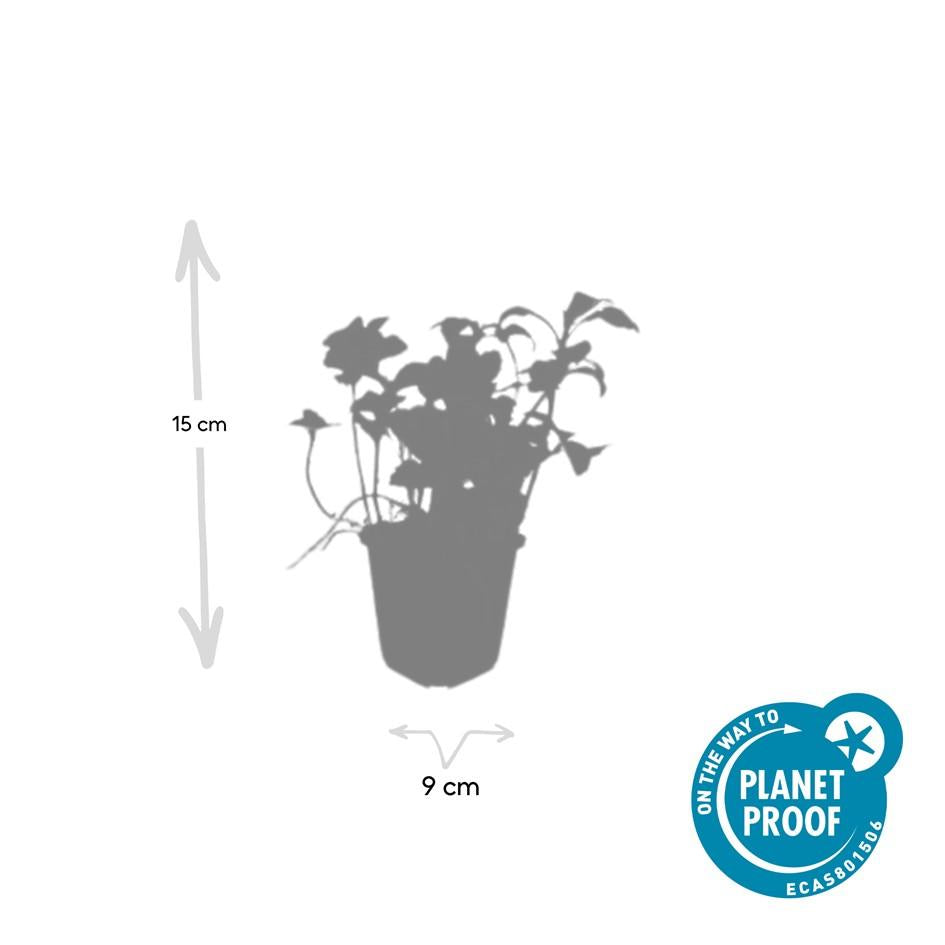 40x Pachysandra Green Sheen - Glossy Evergreen Ground Cover 10-25cm