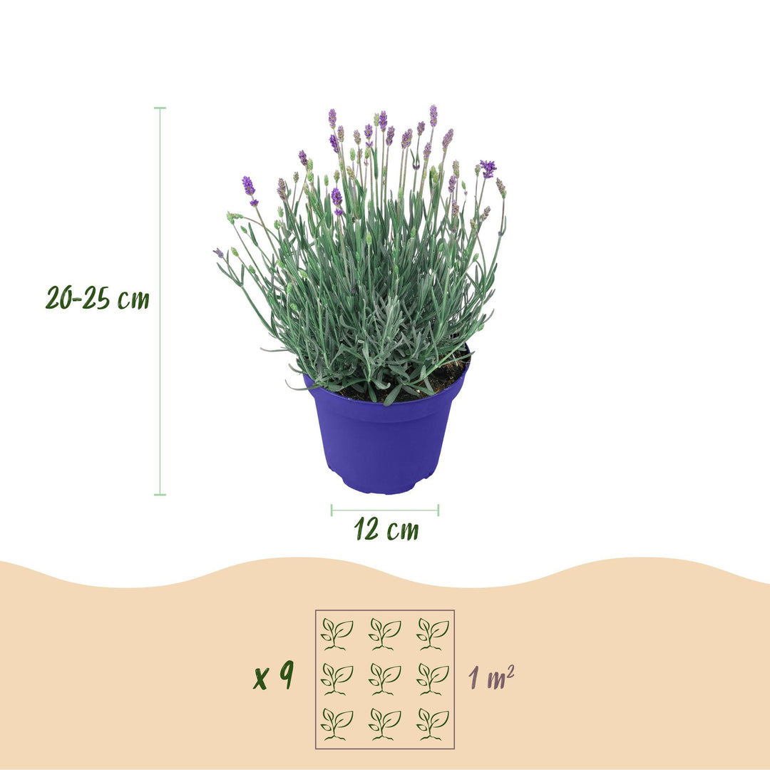 18 Lavandula angustifolia Hidcote English lavender plants in 12cm pots - view 3