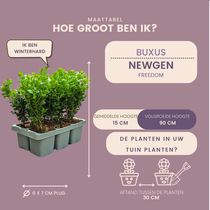 Buxus NewGen Freedom boxwood plants in 7cm pots - view 7