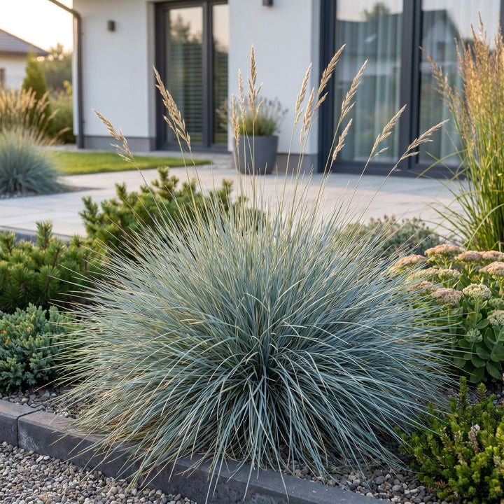24x Festuca glauca blue fescue grass in 11cm pots - view 6