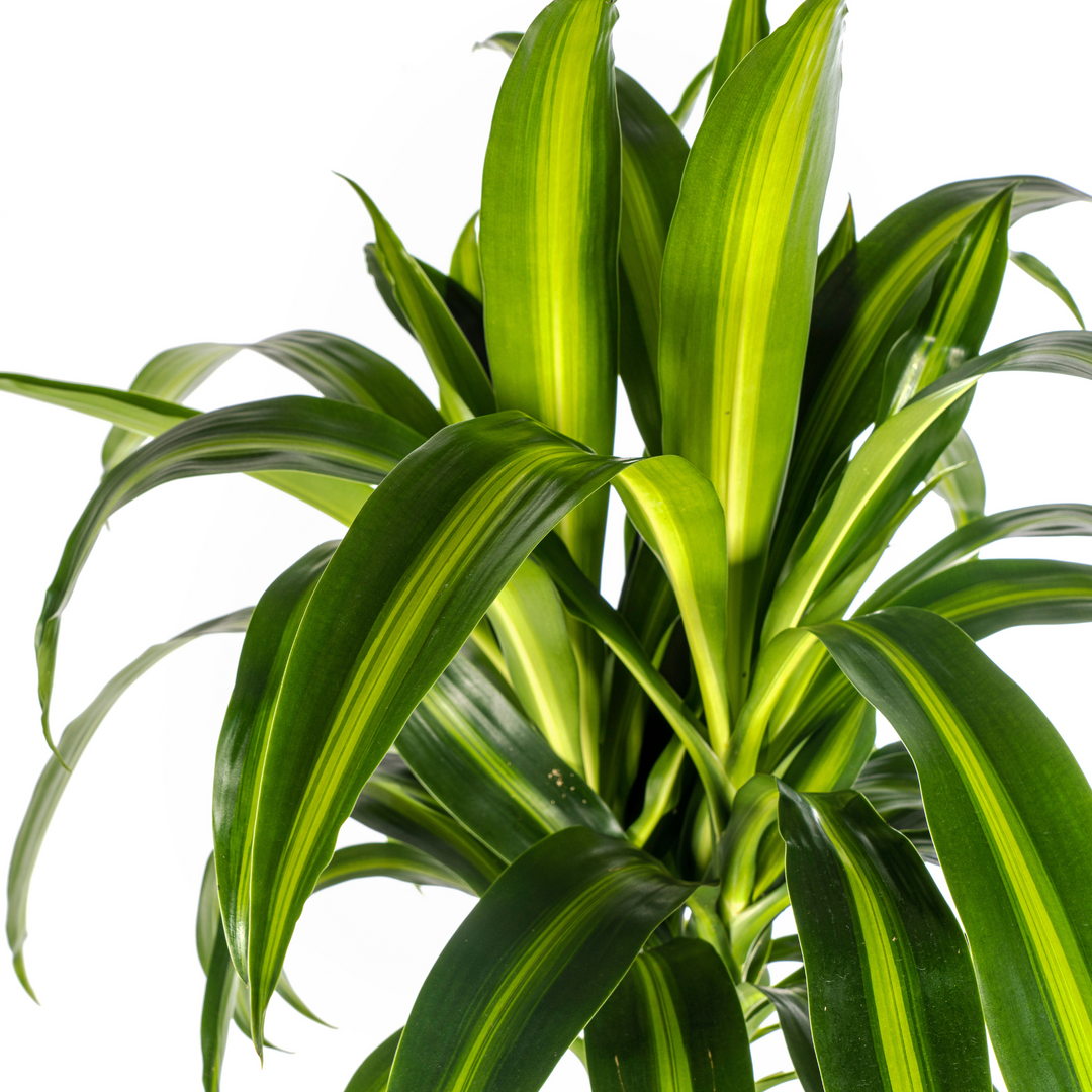 Dracaena Deremensis Hawaiian Sunshine with basket Ø24cm - ↕130 - 150cm