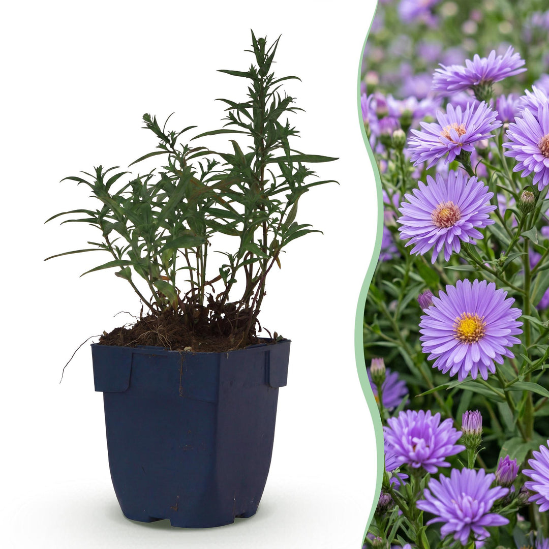 Aster Mediterranee with dense cushions smothered in violet daisy flowers, 24-plant perennial pack in 11cm pots
