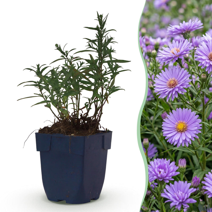 Aster Mediterranee with dense cushions smothered in violet daisy flowers, 24-plant perennial pack in 11cm pots