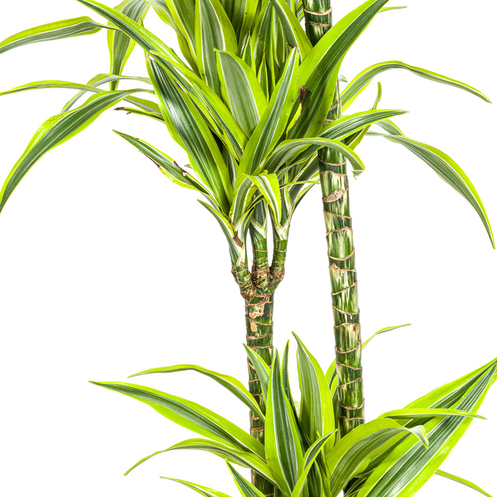 Dracaena Deremensis Lemon Lime with basket Ø24cm - ↕130 - 150cm