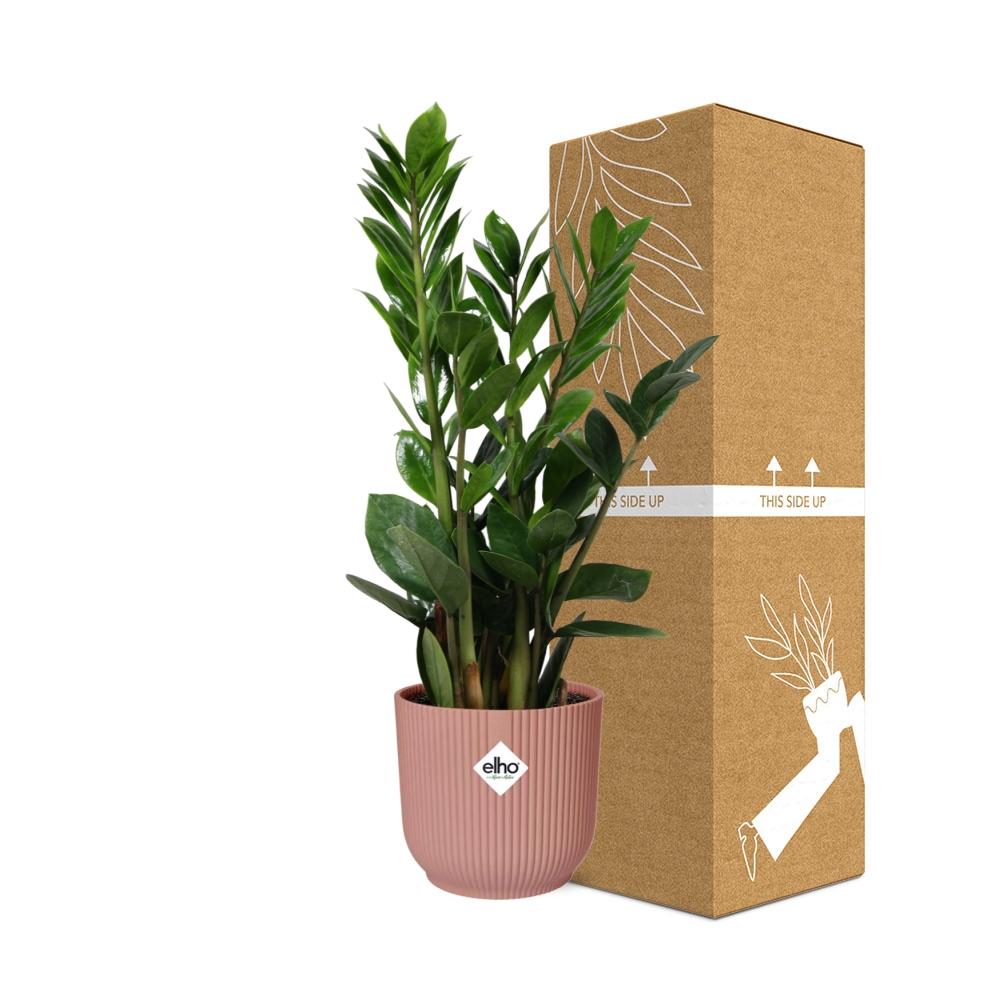 ZZ Plant (Zamioculcas zamiifolia) in a pink ELHO Vibes pot, view 4