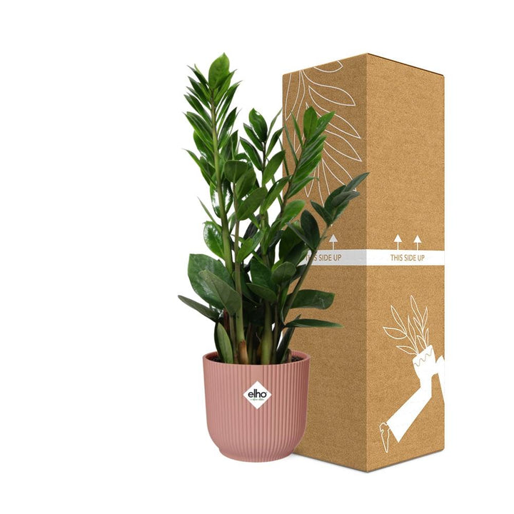 ZZ Plant (Zamioculcas zamiifolia) in a pink ELHO Vibes pot, view 4
