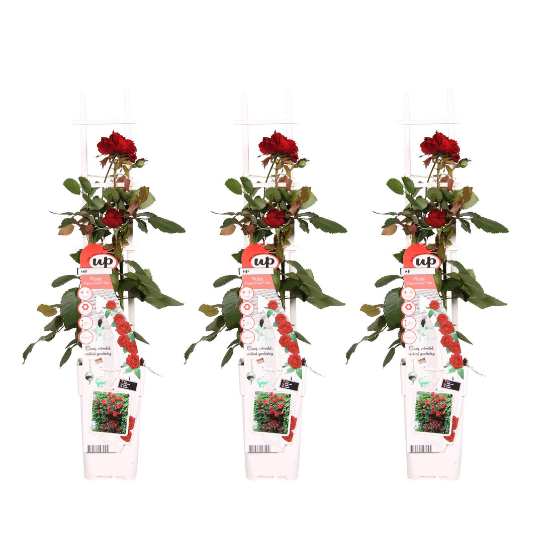 3x Rosa Crazy in Love Red - Fragrant Climbing Rose - Ø15cm - ↕65cm