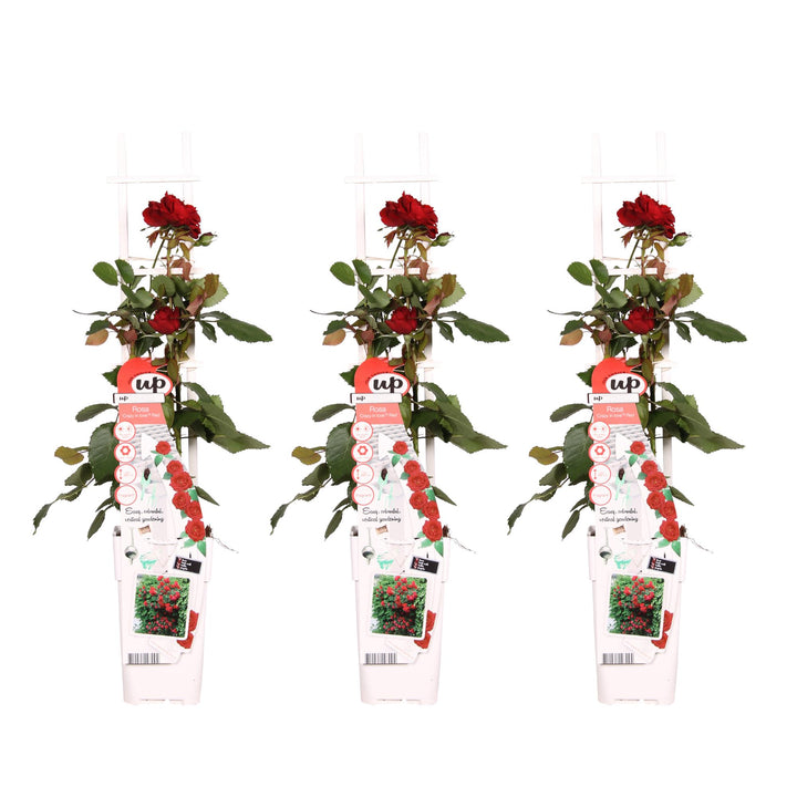 3x Rosa Crazy in Love Red - Fragrant Climbing Rose - Ø15cm - ↕65cm